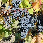 Domaine De Kiba Barzan