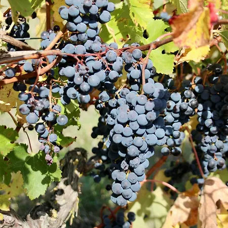 Domaine De Kiba Barzan