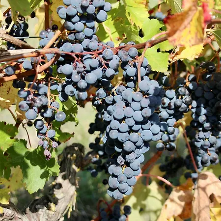 Domaine De Kiba Barzan