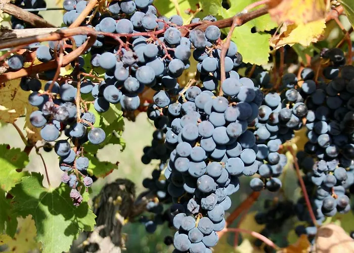 Domaine De Kiba Barzan